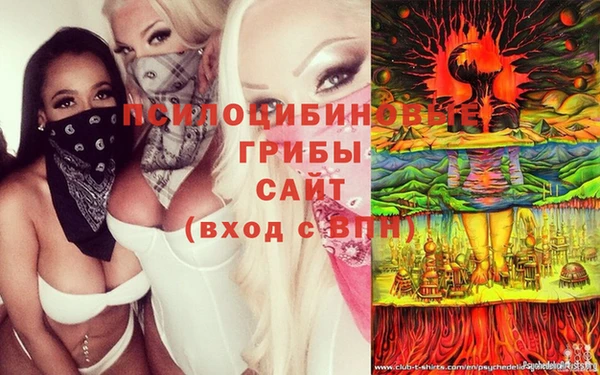 сатива Нефтекумск